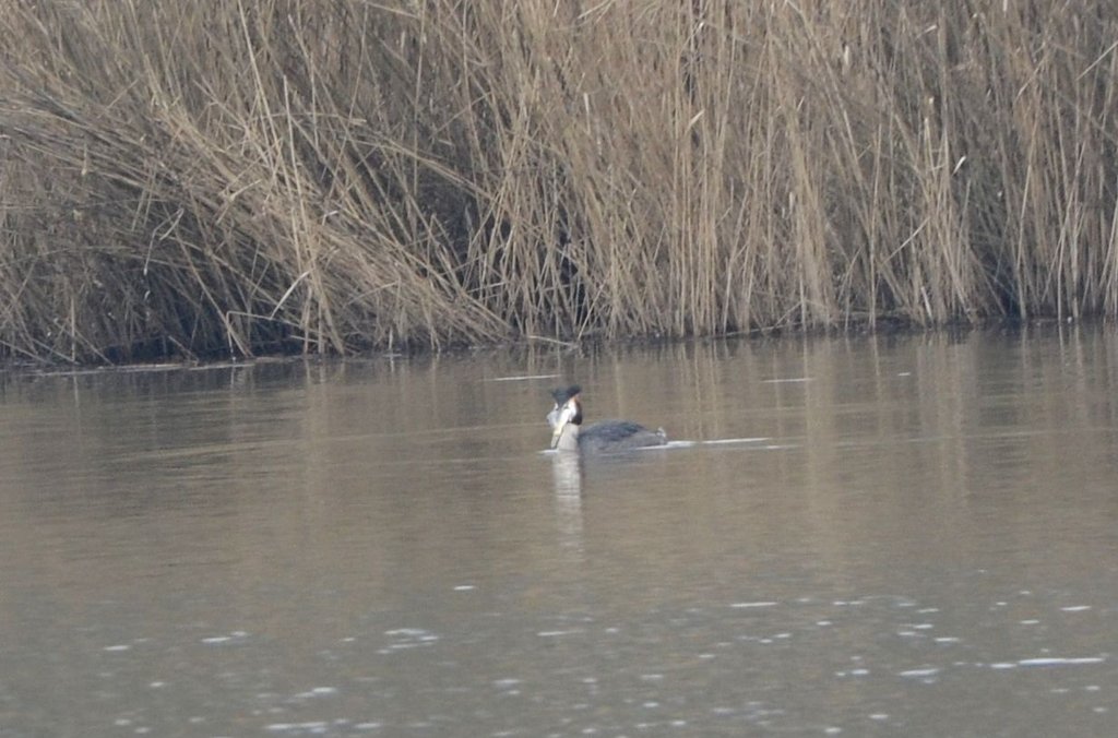 Grèbe et poisson 001